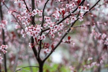 Full frame macro abstract texture background of flower blossoms on a purple leaf sand cherry bush (prunus cistena)
