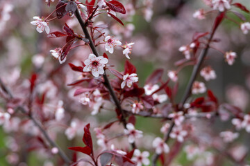 Full frame macro abstract texture background of flower blossoms on a purple leaf sand cherry bush (prunus cistena)
