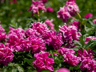 植物園に咲く鮮やかなシャクヤクの花