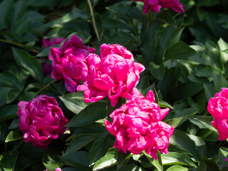 植物園に咲く鮮やかなシャクヤクの花