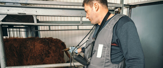 veterinarian is seen providing necessary injection to dairy cattle, emphasizing essential health...