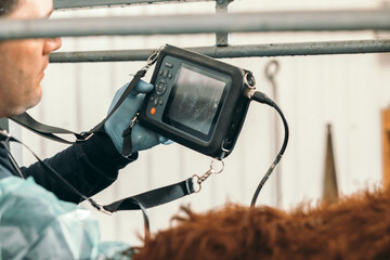 Veterinarians use ultrasound technology to improve the care of farm animals and insemination management