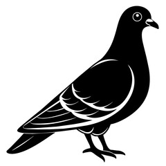 illustration of a pigeon bird vector silhouette