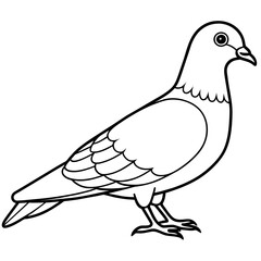 Pigeon vector silhouette illustration line art