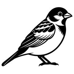 Sparrow bird vector silhouette illustration