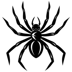 black spider isolated on white background