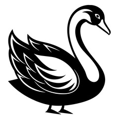 black swan illustration