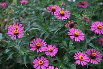 Pink flowers on garden
