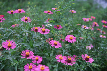 Pink flowers on garden