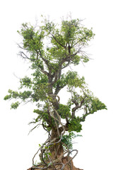 Jungle trees with vines climbing and twisted around on tree trunks, isolated on white background...