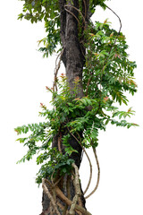 Jungle trees with vines climbing and twisted around on tree trunks, isolated on white background...