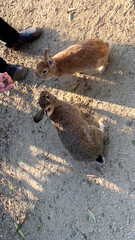 大久野島　野生のうさぎ達　餌やり
