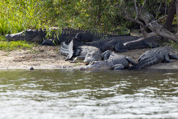 American alligators (Alligator mississippiensis) resting on the bank of the Myakka River