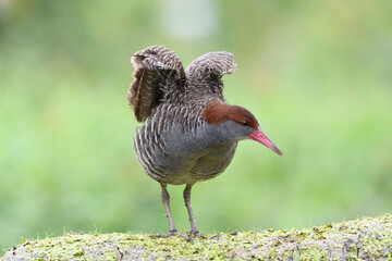 Slaty-breasted Rail