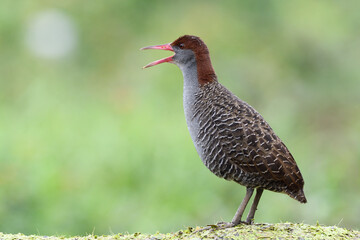 Slaty-breasted Rail