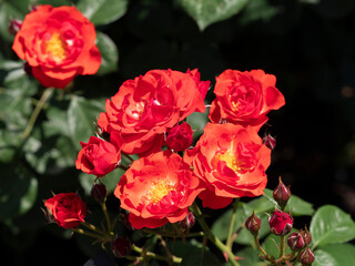 鮮やかな赤色の薔薇「コンチェルティーノ」