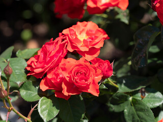 鮮やかな赤色の薔薇「コンチェルティーノ」