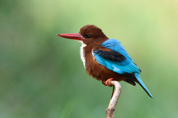 White-throated Kingfisher