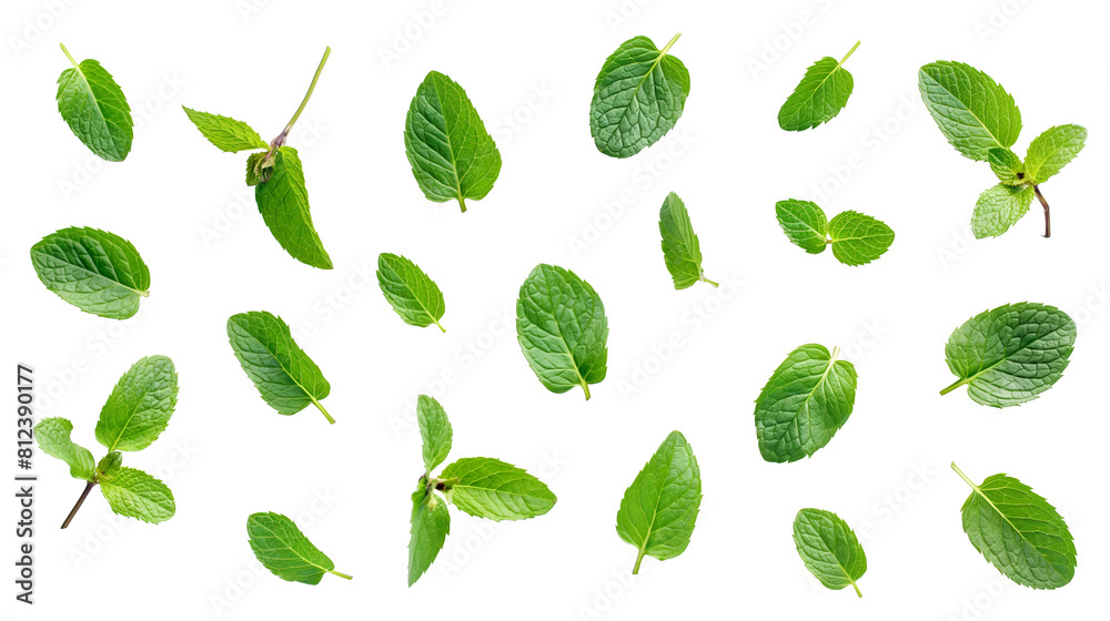 Wall mural set of mint leaves isolated on white background