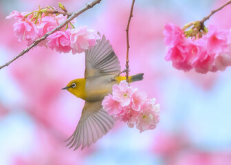 Mejiro, small bird in the white-eye family is flying quickly up and down cherry blossom tree branches. Taken in China. Bird watching. nature wildlife.