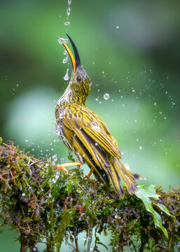 Streaked Spiderhunter, bird is eating water that is dropping from the top. Taken at Baihualing in China. Bird watching. nature wildlife.