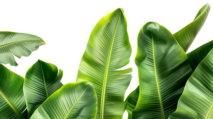 Green fresh banana leaves isolated on white background