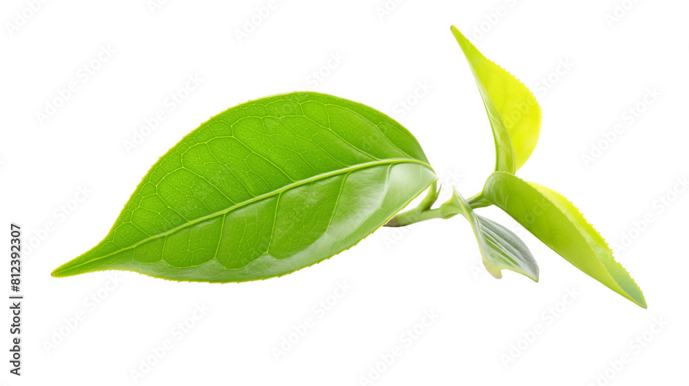 Wall mural green tea leaf isolated on white background