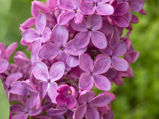 lilac in spring closeup