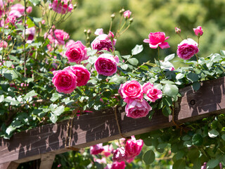 満開に咲いた鮮やかなピンクの薔薇