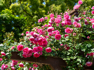 満開に咲いた鮮やかなピンクの薔薇