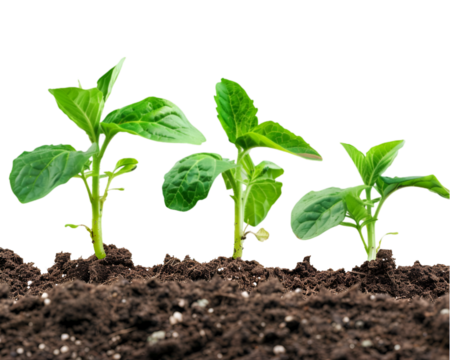 Plant in growth, Investment and success conept