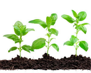 Green plant growing in field isolated on transparent background, business growth plant concept