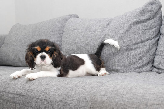 Portrait of handsome cavalier spaniel. Cute puppy is resting on the couch.