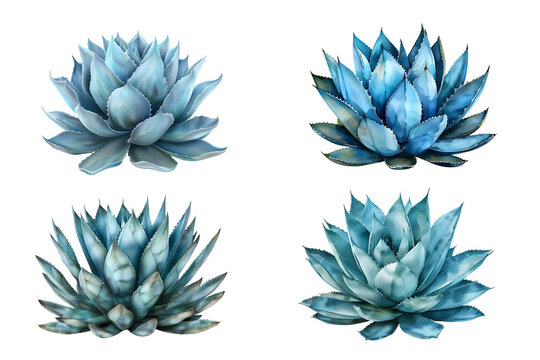 Blue Agave leaves, agave aloe vera plan isolated on white