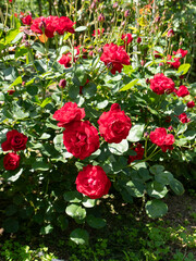 赤い薔薇の花「リリーマルレーン」