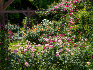 鮮やかな花が咲く薔薇園の風景