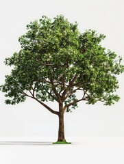 Obraz premium tree isolated on white