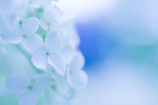 夢見る紫陽花