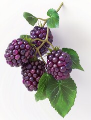 blackberry on branch