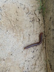 millipede on the ground