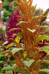 Red flowers of amaranth shoots growing in a home garden.