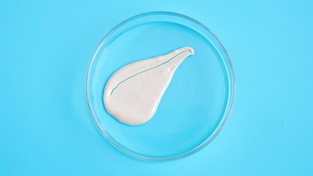 Smear of beige base for makeup or concealer in Petri dishes on blue background close-up.