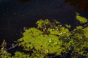campo de flores silvestres: acianos y amapolas, símbolos de la biodiversidad y la agricultura ecológica