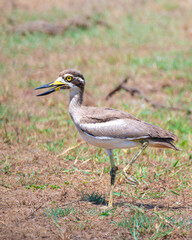 Great Thick-knee standing on one leg close up at Yala National Park.