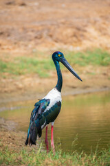 Black-necked Stork standing tall in the bank near the water body at Yala National Park. The largest and rarest bird in Sri Lanka.