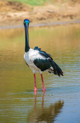 Black-necked Stork natural habitat shot at Yala National Park. The largest and rarest bird in Sri Lanka.