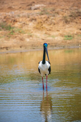 Black-necked Stork foraging at shallow water pond at Yala National Park. Close-up portrait photo of the largest and rarest bird in Sri Lanka.