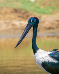 Female Black-necked Stork bird close-up portrait shot, Beautiful safari sighting at Yala National Park. The largest and rarest bird in Sri Lanka.