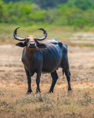 Sri Lankan Wild Water Buffalo (Bubalus bubalis) also called Asian buffalo stands in a dried-up close-up portrait shot taken at Yala National Park.
