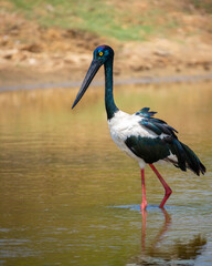 Black-necked Stork foraging at shallow water pond at Yala National Park. Close-up portrait photo of the tallest and rarest bird in Sri Lanka.